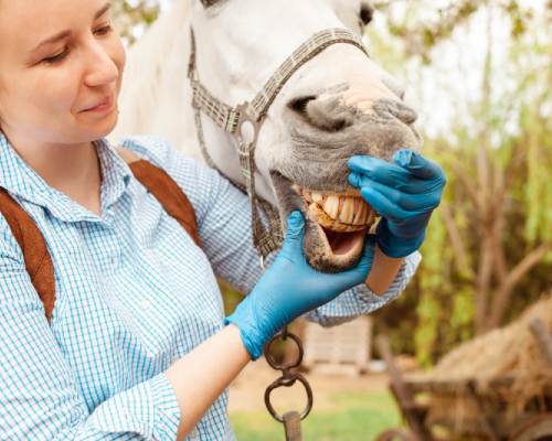 Equine Oral Surgery